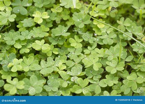 Very High Detailed Photo Of Four Leaf Clovers Stock Photo Image Of
