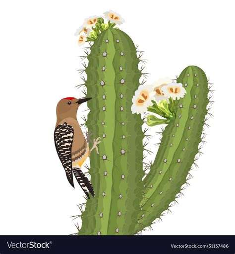 Gila Woodpecker Bird On Saguaro Cactus In Desert Vector Image