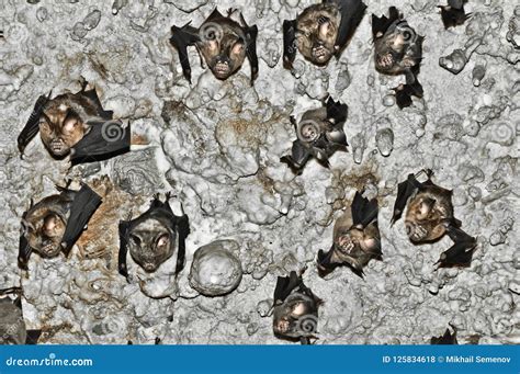 Muzzle Of Bats Bats In The Cave Nepal Stock Photo Image Of Nocturnal