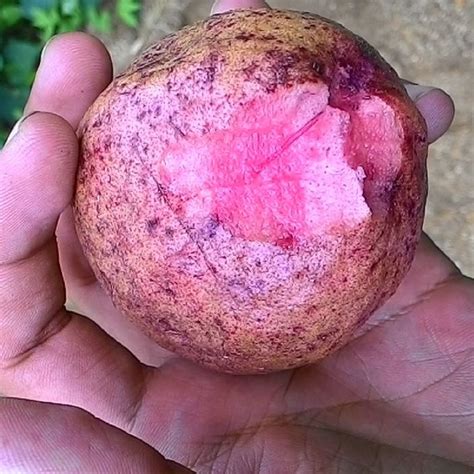 Polynesian Produce Stand ~red Malay~ Psidium Guajava Red Flesh Guava Fruit Tree Live Potted