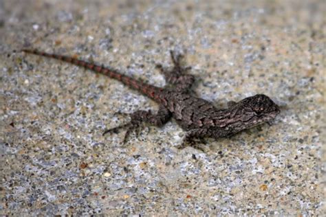 7 Lizard Species Found In Georgia With Pictures Pet Keen