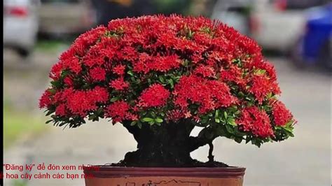 Tin Tức Cao Niên Thế Kỷ Xxi Bonsai Lịch Sử ý Nghĩa Các Thế Và Bộ