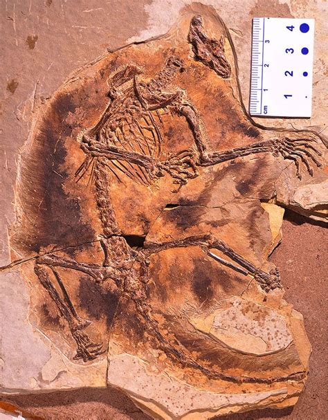 Rare Fossils Reveal New Species Of Ancient Gliding Mammals — National