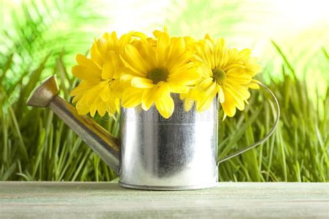 Yellow Flowers And Green Spa Minerals Stock Image Image Of Beauty