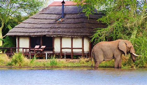 Kruger National Park South African Safari And Lodging Guide