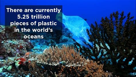 Action Alert — Our Oceans And Marine Life Now Contaminated With Plastics