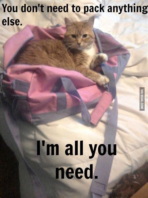 Overly Attached Cat Cats Funny Cat Pictures Funny Animals