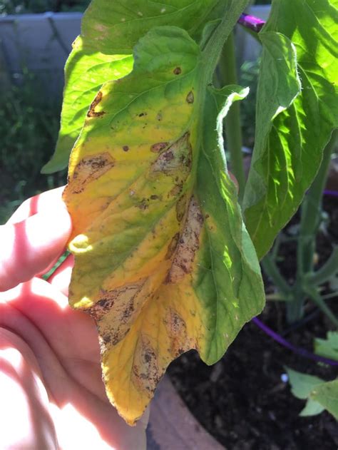 Is This A Disease Or Deficiency Lower Tomato Leaves Are Getting Spots