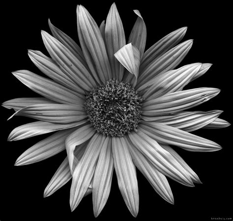See more ideas about black and white, white lotus flower, flowers. Flora » Breadwig Photography