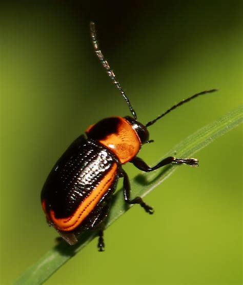 Beetle Bassareus Lituratus Bugguidenet