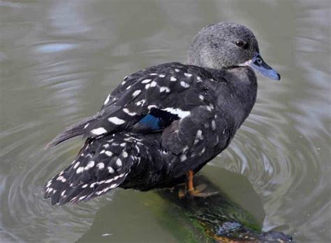 African Black Duck British Waterfowl Association