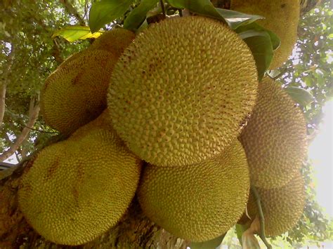 Dream Your Dreamy Dashboard National Fruit Of Bangladesh Jackfruit