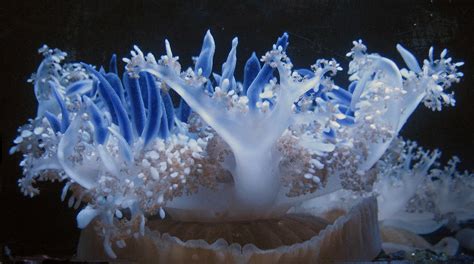 Cassiopeia Jellyfish Grover Schrayer Flickr