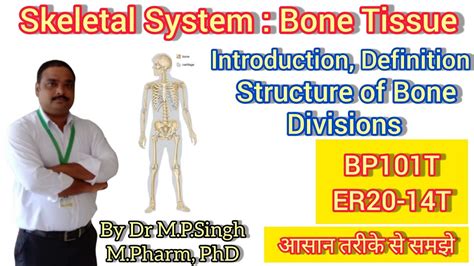 Skeletal System Definition Function Bone Structure Human Anatomy