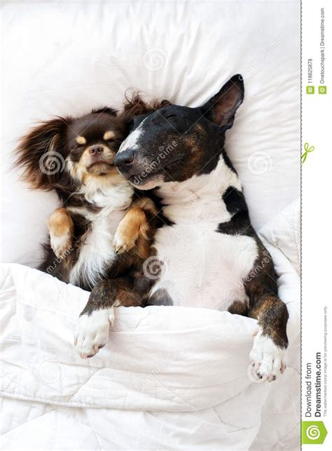 Two Adorable Dogs Sleeping Together On The Bed Stock Photo Image Of