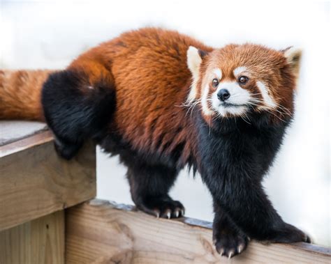 Can You Have A Red Panda As A Pet In Texas Arvibs