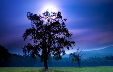 Wallpaper The Sky Mountains Night Tree The Moon Silhouette Moon
