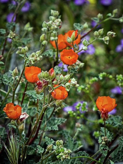 Glorious Globemallow Photograph By Dianne Milliard Pixels