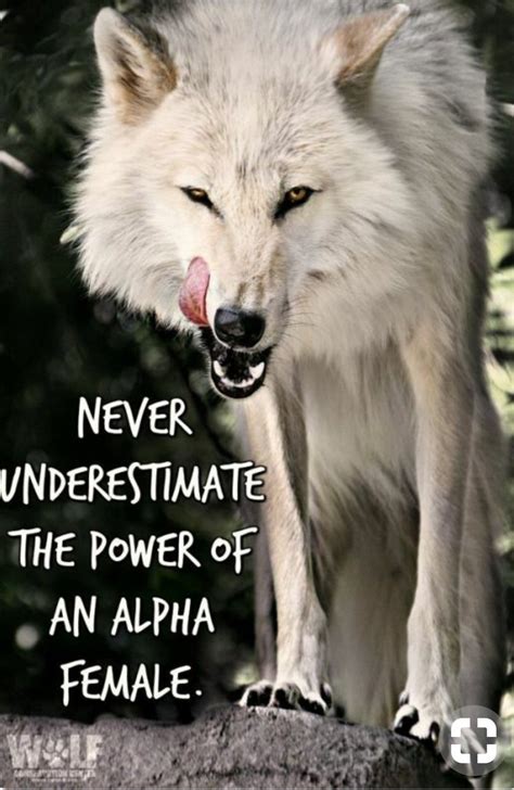 Spirit Animal Alpha Female Wolf Quotes Shortquotescc