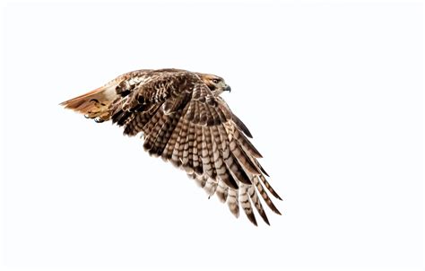 Wallpaper Wings Red Tailed Buzzard Red Tailed Hawk Images For Desktop
