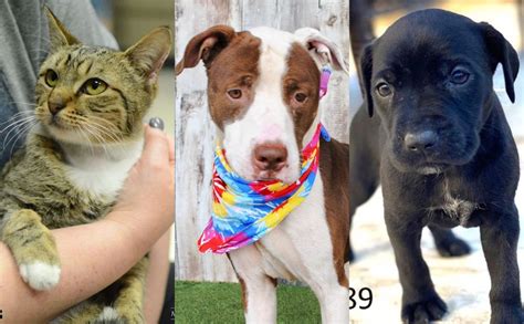 Montgomery County Animal Shelter Offering Free Pet Adoptions This Weekend