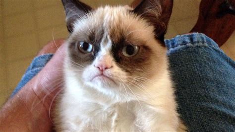 Grumpy Looking Cat Goes Viral Cheers Millions