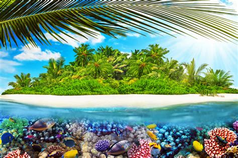 Tropical Island Jigsaw Puzzle In Under The Sea Puzzles On