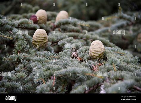 Close Up Of Cedar Of Lebanon Cedrus Libani Stock Photo Alamy