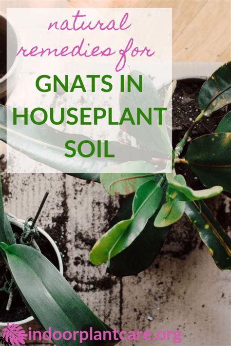 How To Get Rid Of Gnats In Houseplant Soil Indoor Plant Care Indoor