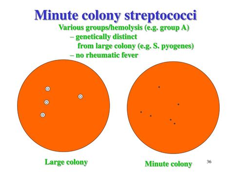 Ppt Streptococci Gram Positive Cocci Lecture 45 Powerpoint Presentation Id 524591