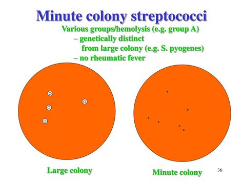 Ppt Streptococci Gram Positive Cocci Lecture 45 Powerpoint