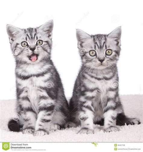 Two Cute Kitten Side By Side Stock Photo Image Of Isolated Kitten