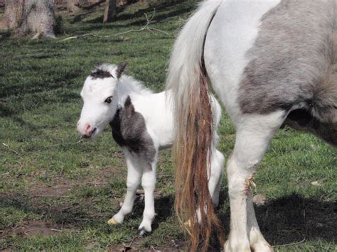 Katrina Kittles Blog 91 Baby Mini Pony