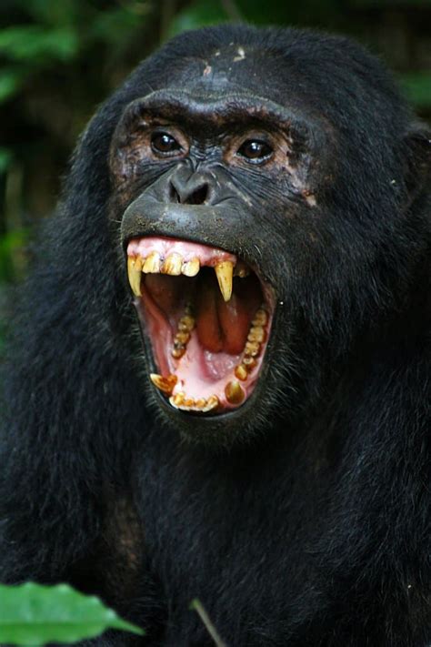 Bizarre Bondo Apes Facts Aka Bili Apes Fact Animal