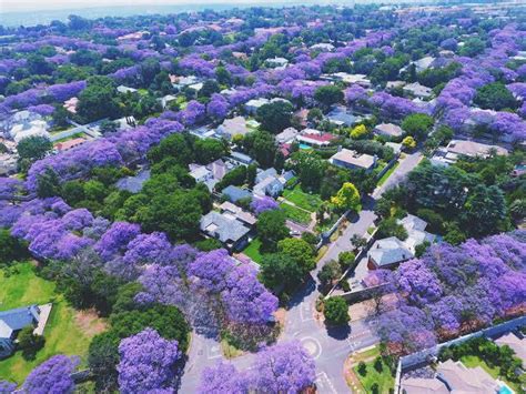 But often is specific factors ranging from wildlife to sunsets and winelands to wild flowers. Joburg Jacarandas in bloom: where to view
