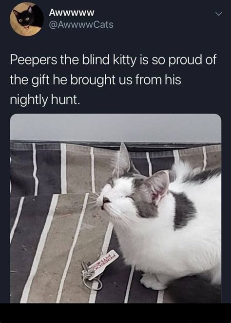 A Cat Sitting On Top Of A Bed Next To A Tag That Says Peepers The Blind