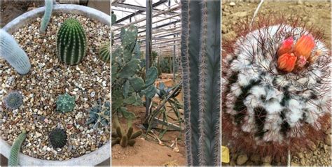 Ces cactus sont très communs dans les jardineries. Dans mon lit, il y a des cactus ! | Finistère