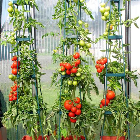 Wondering Which Tomato To Grow Suttons Gardening Grow How