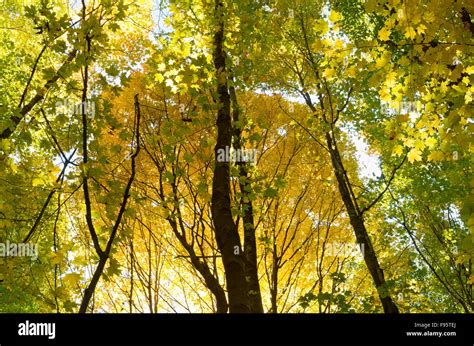 In The Forest With Backlit Canopy Glowing With Golden Yellow Autumn