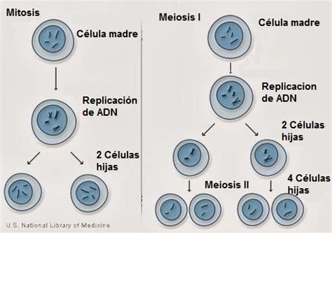 Biología Ciclo Celular Mitosis Meiosis Middle School Science