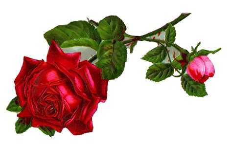 Vintage Red Rose Clip Art Cliparts