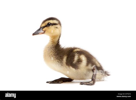 Baby Female Mallard Duck Isolated On White Anas Platyrhynchos