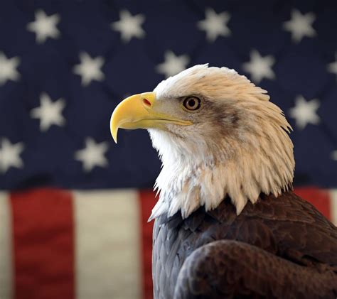 America Eagle Fun Facts About Animals Animal Facts Eagle Images