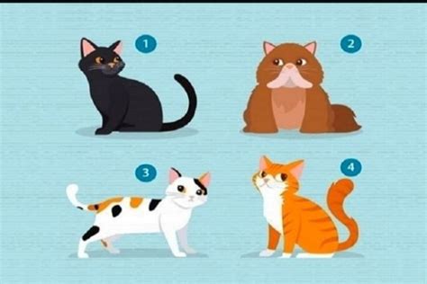 Tes Psikologi Tak Disangka Bermakna Jenis Kucing Yang Dipilih Ungkap