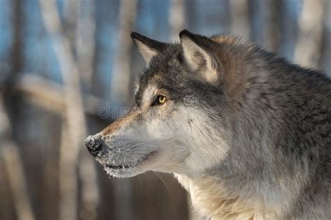 Wolf Head Profile
