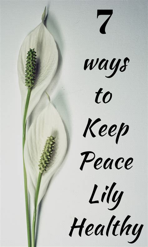 These lovely plants not only brighten up a living. How to Keep Peace Lily Happy & Blooming? - Living Herself