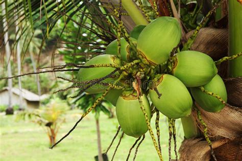 Green Coconut Fruits On A Palm Tree Near To The Beach Stock Image