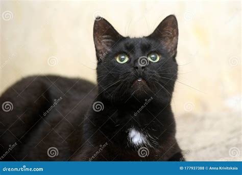 Gato Negro Con Mancha Blanca Foto De Archivo Imagen De Casta Felino