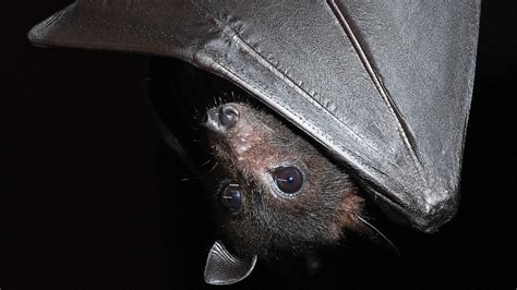 ‘in The Battle Between Humans And Flying Foxes Bats Win Youtube