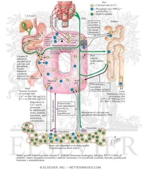 Physiology Of The Parathyroid Glands